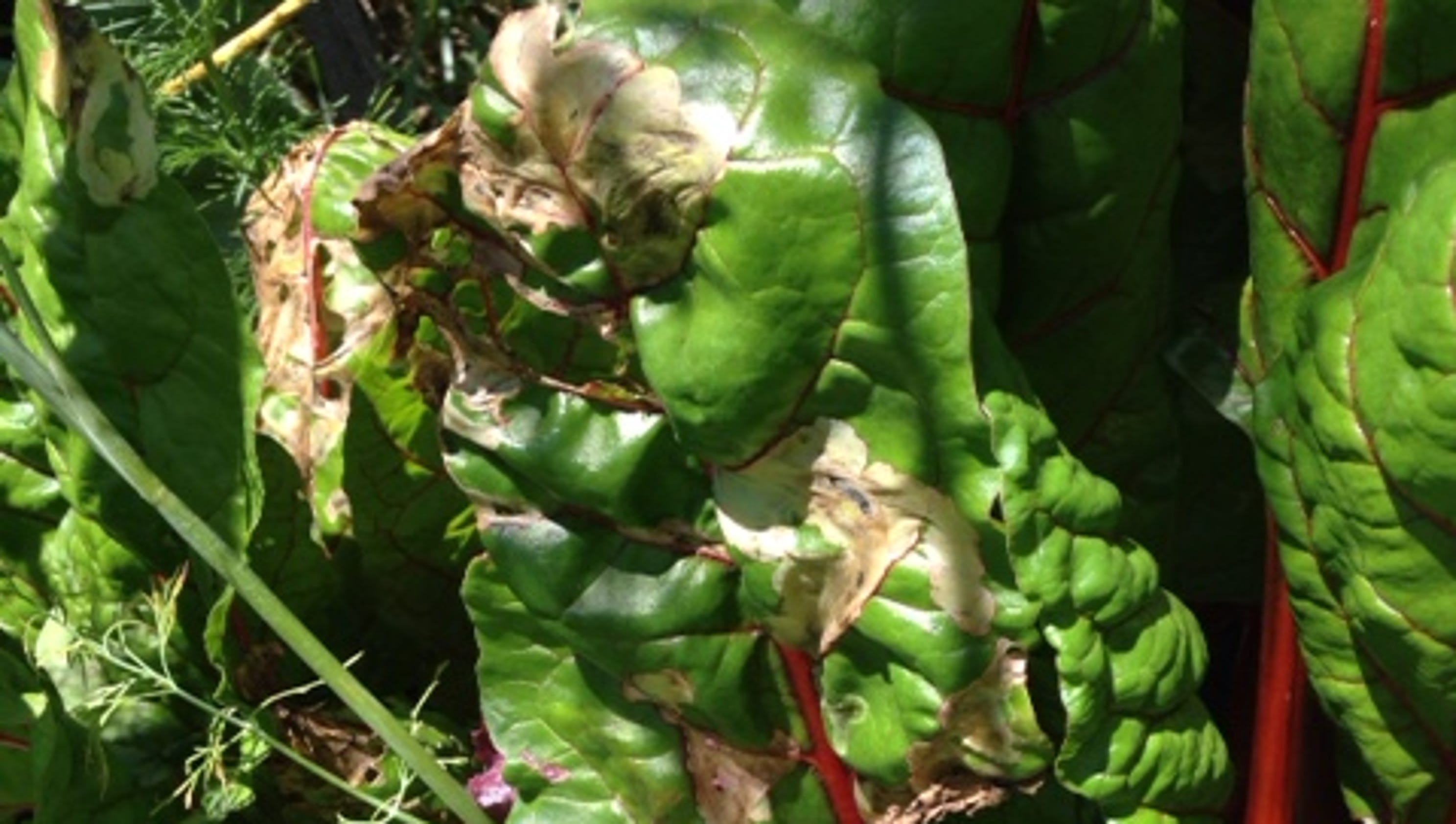 Pest causes problems in beets, chard, spinach