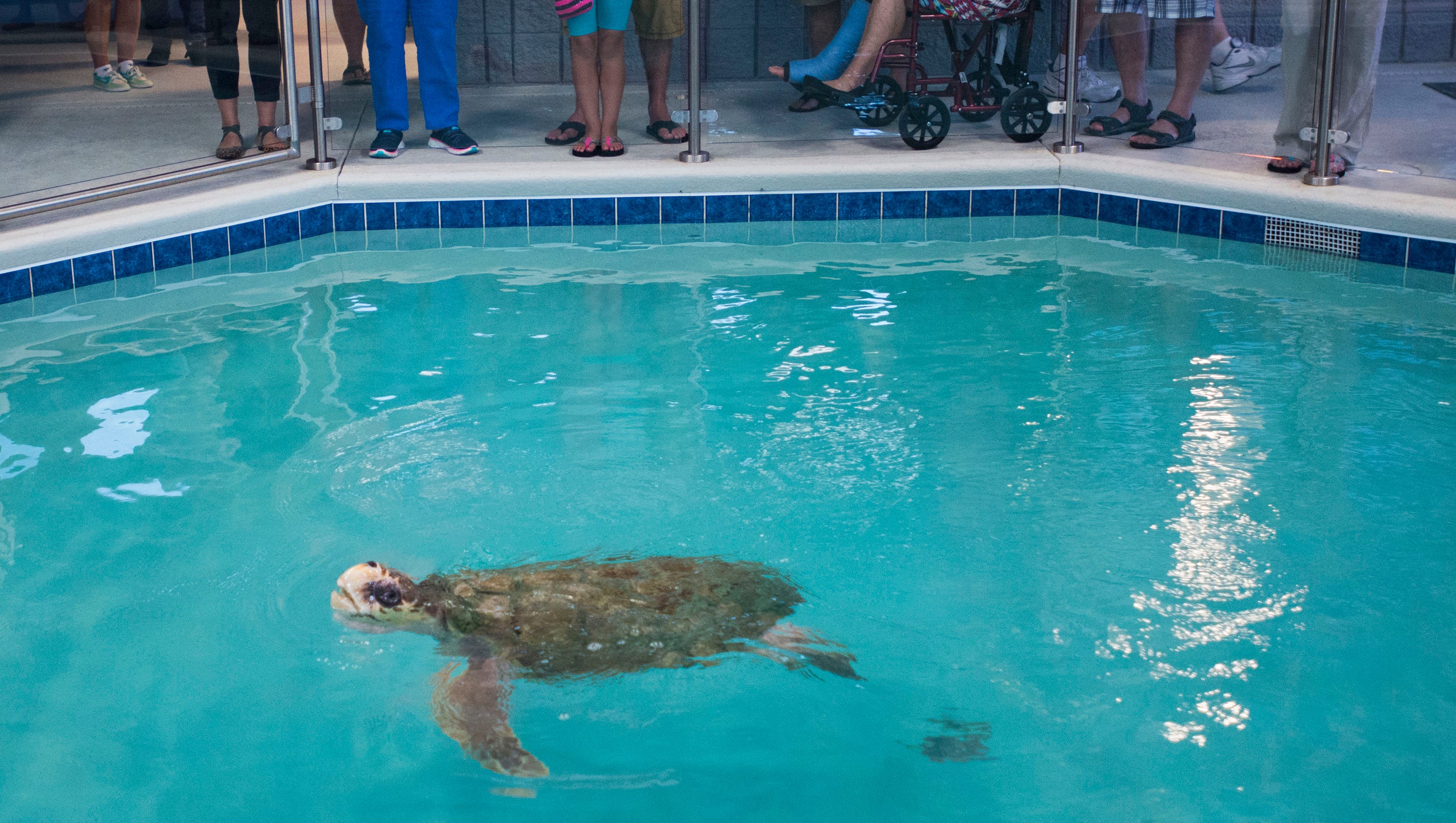 Navarre Beach Sea Turtle Conservation Center Will Hold Memorial For Gigi