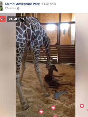 April the giraffe with her new baby calf shortly after she gave birth April 15, 2017.