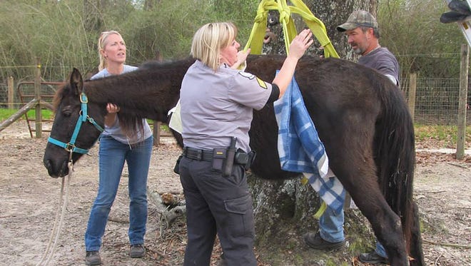 In this file photo, Panhandle Equine Rescue members and Escambia Sheriff's Office employees work to get a mare named Ebony onto her feet after the horse was rescued in Cantonment in February.