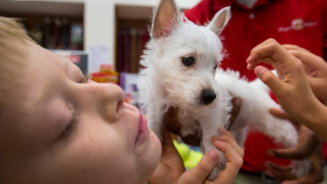 A 2-month-old male West Highland white terrier gets a lot of attention from Connor Bateman, 9, at Paradise Valley Mall's Puppies ’N Love. The store’s owners are fighting a Phoenix anti-puppy-mill ordinance they say will close the store.