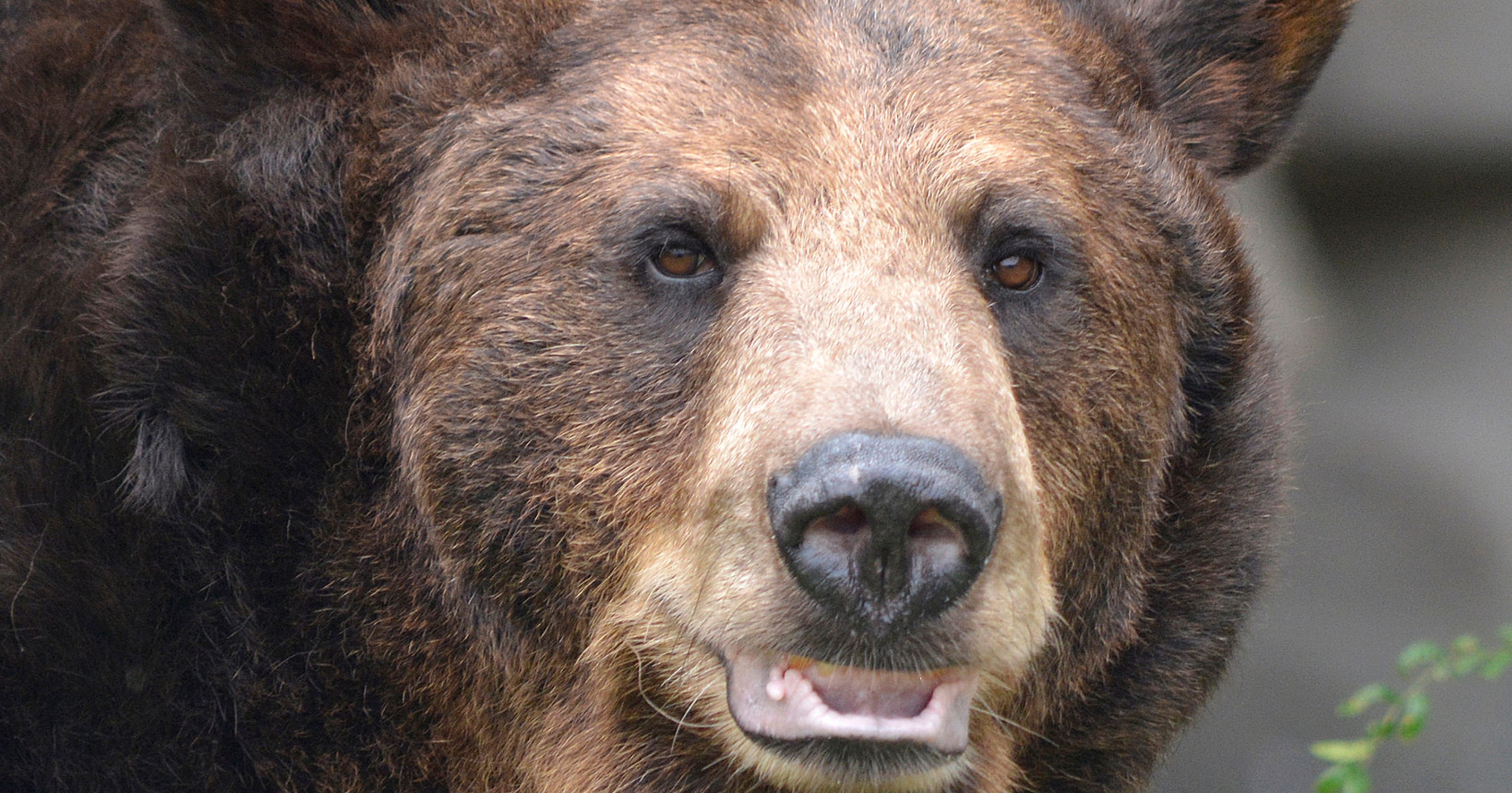 detroit-zoo-says-bye-to-black-and-brown-bears-expands-grizzly-display