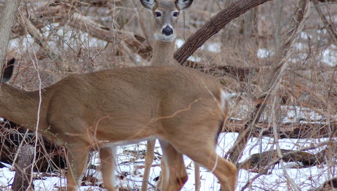 Deer often seek refuge in areas fairly close to roads.