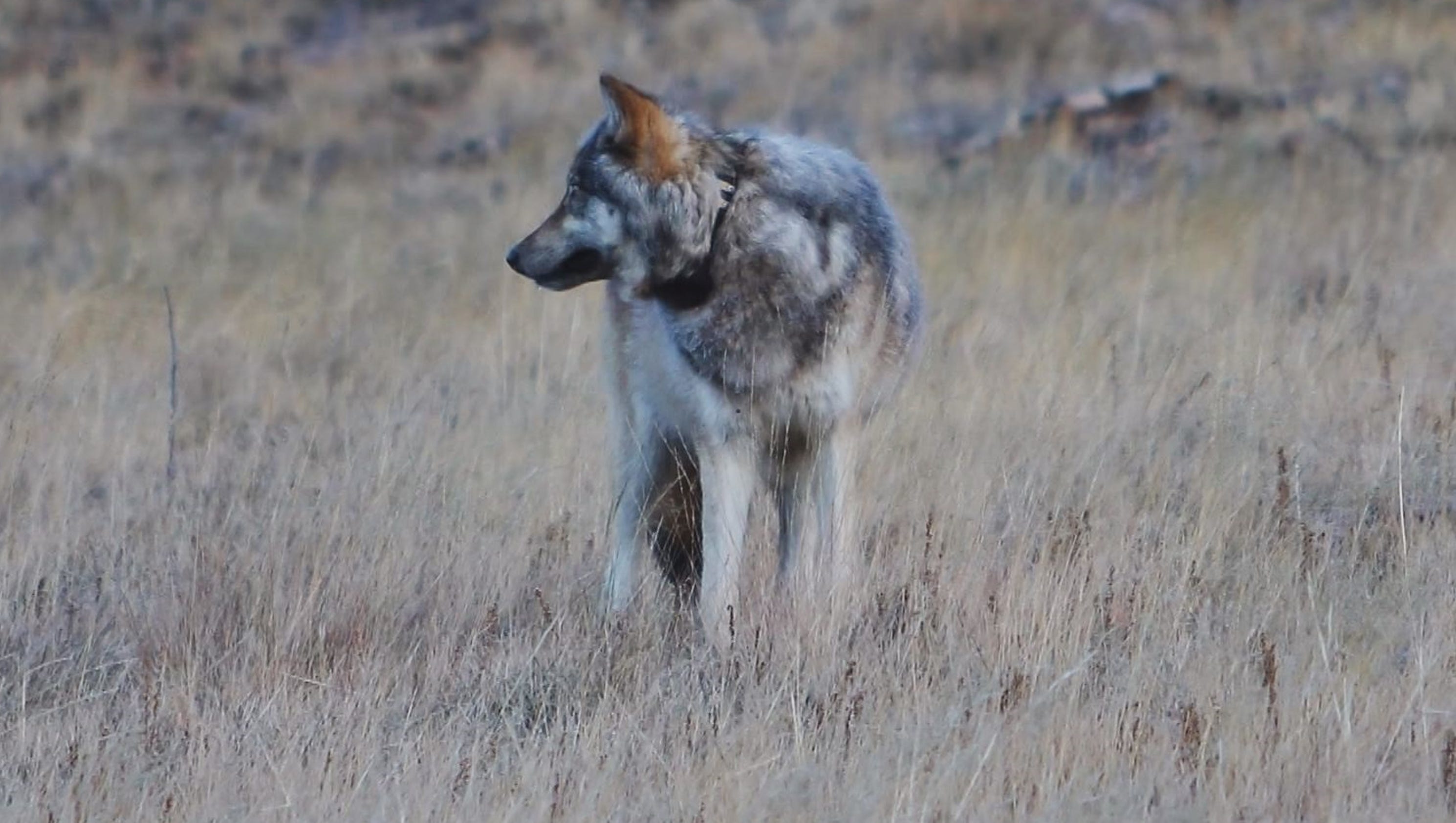 Graywolf sighting gives hope to conservationists