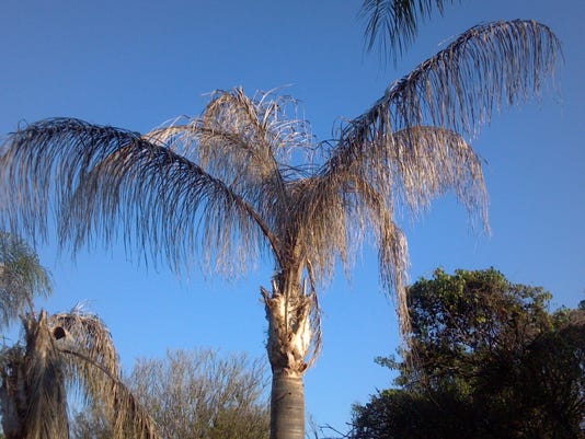 Protect your palm trees from fatal diseases