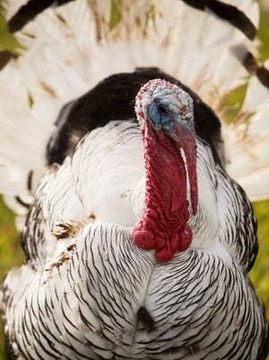 Royal Palm turkey at Rosy Tomorrows Heritage Farm in North Fort Myers.  