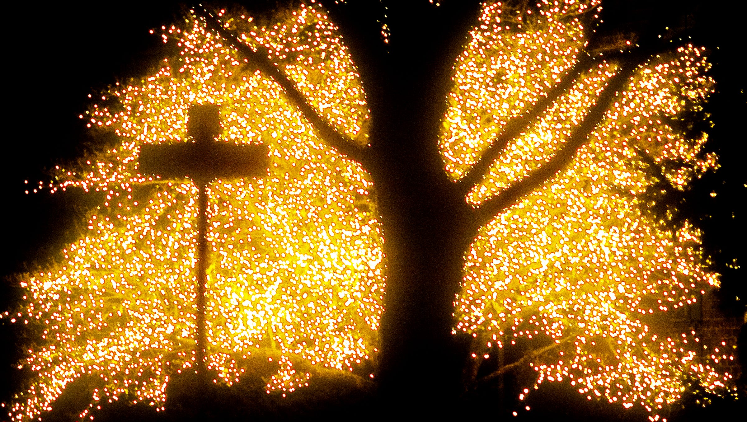 Hanover Christmas Tree Dump 2017 2022 Hanover's 'Wish Tree' Brings Light During Christmas