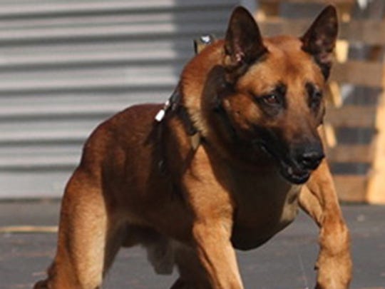 25 Most Heroic Dogs In America