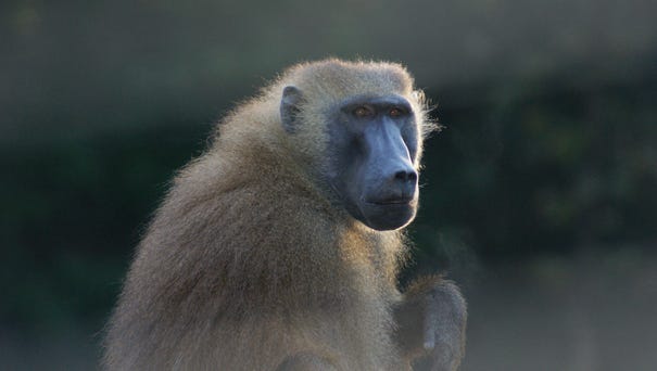 A baboon briefly broke free from his crate and...