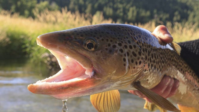 I probably won't catch any trout that look like this Friday, but a guy can always dream.