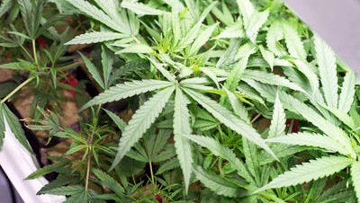 Marijuana plants start their growth in small dishes of spun basalt rock before moving to a series of larger pots then grow rooms, where plants mature into smokeable marijuana.