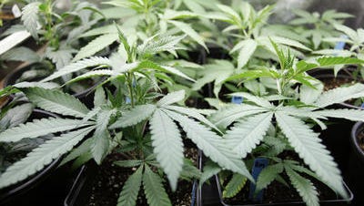 The Linden City Council has formed a Marijuana Ad Hoc Committee to investigate the social, economic and quality of life impact of legalizing marijuana in New Jersey.