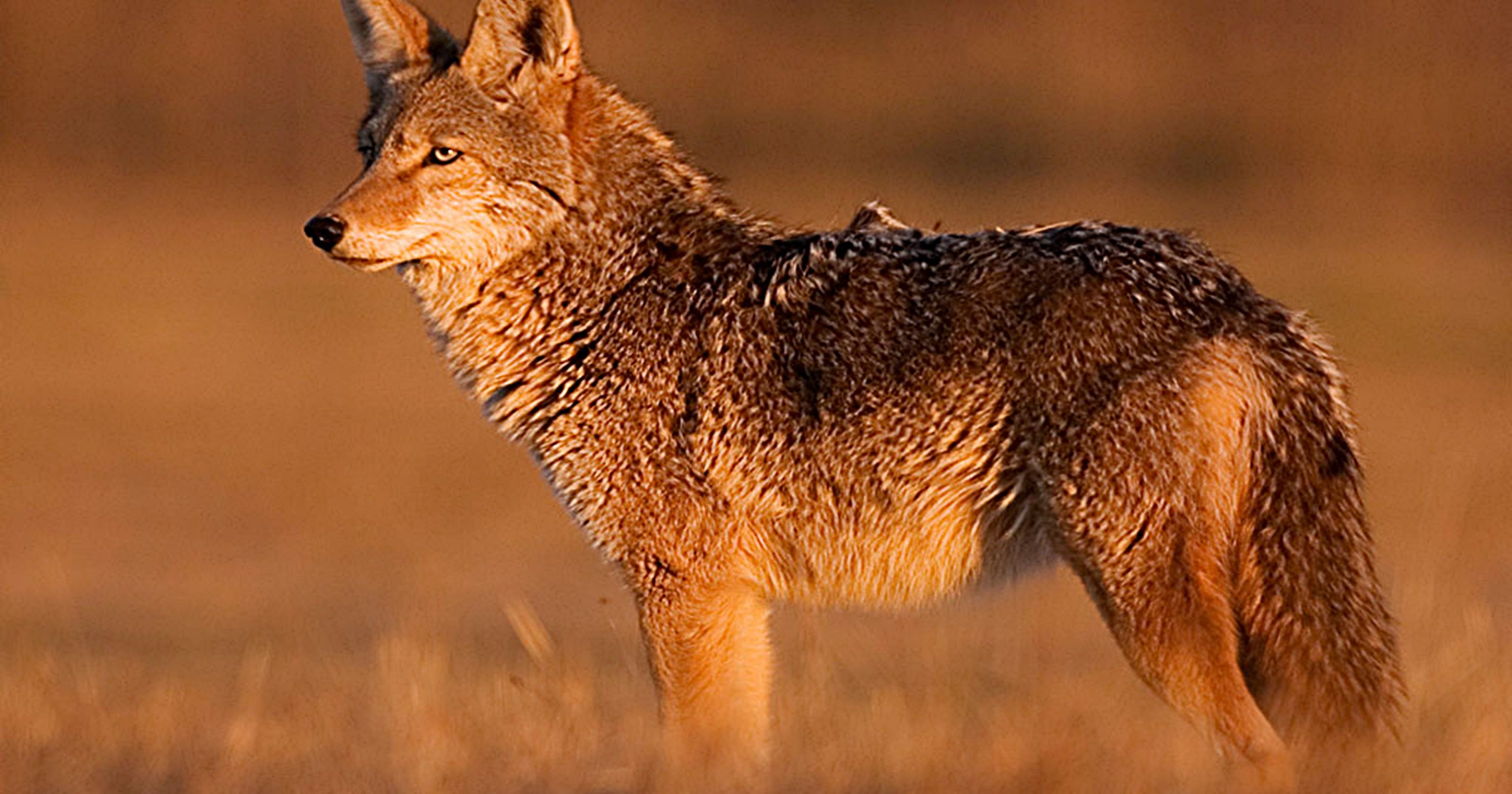 Coyote population here to stay in South Carolina