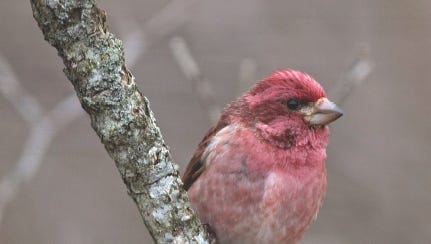 5 fun facts about purple finches