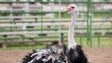 The Ostriches are ready to race during the 28th Annual