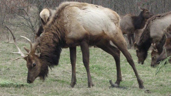 Note the deformed right-rear hoof on this elk in southwestern Washington.
