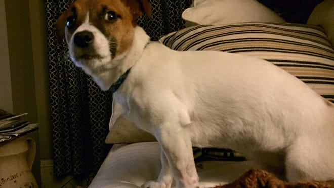 Colby the Jack Russell sits, sort of, after being told to do so.
