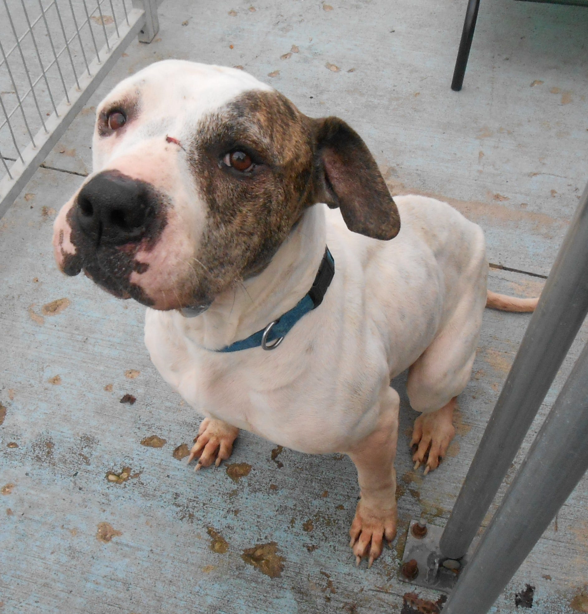 free adoption day humane society