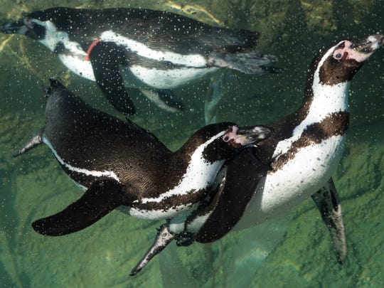 Humboldt penguins get their day Saturday at the Milwaukee County Zoo.