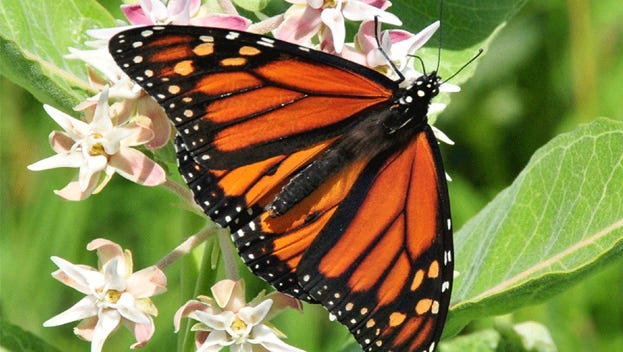 Roughly 40 percent of all monarch butterflies that spend the winter in Mexico come from Iowa and other Midwestern states.