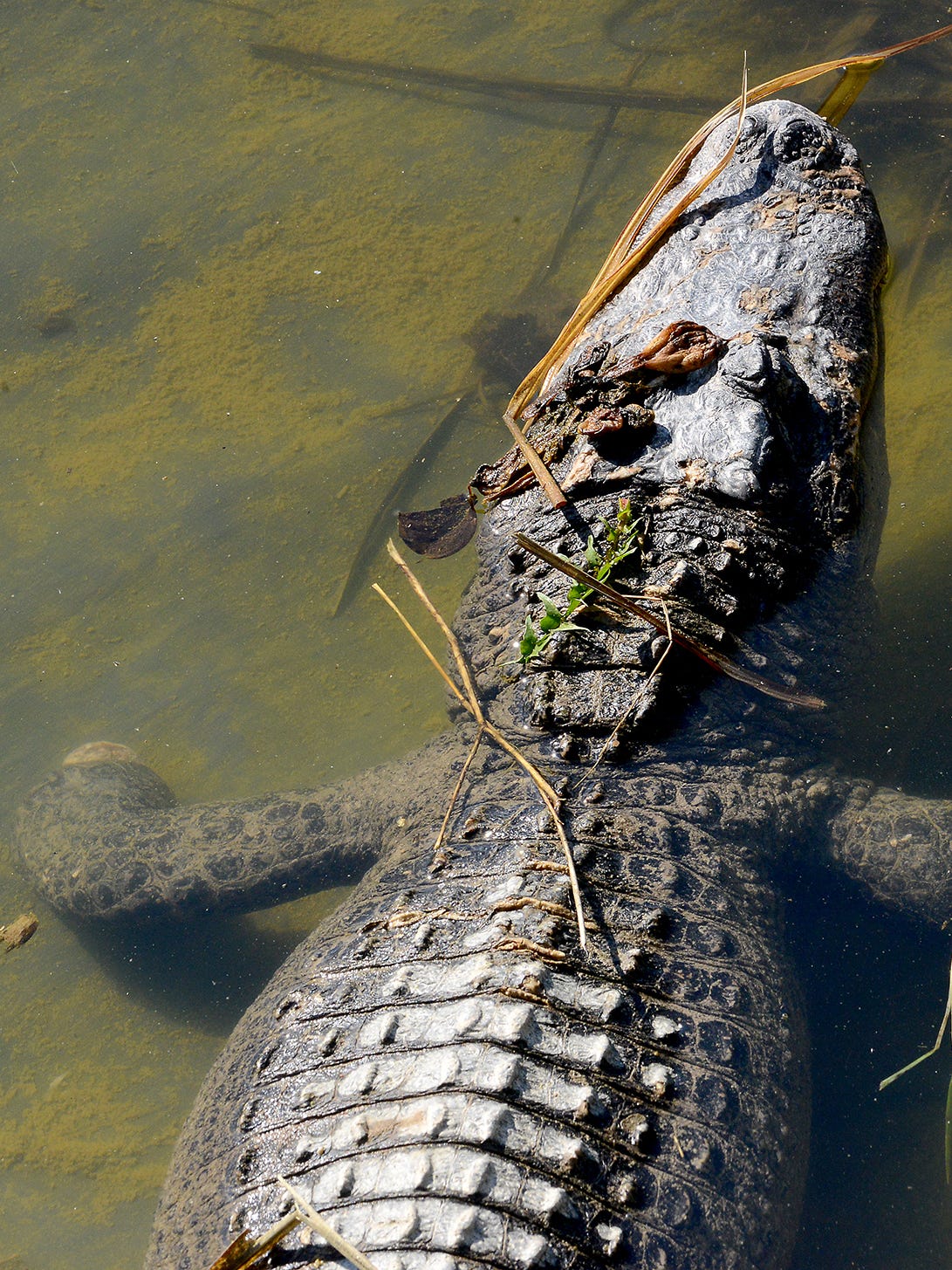 Man Builds Alligator Haven In Michigan