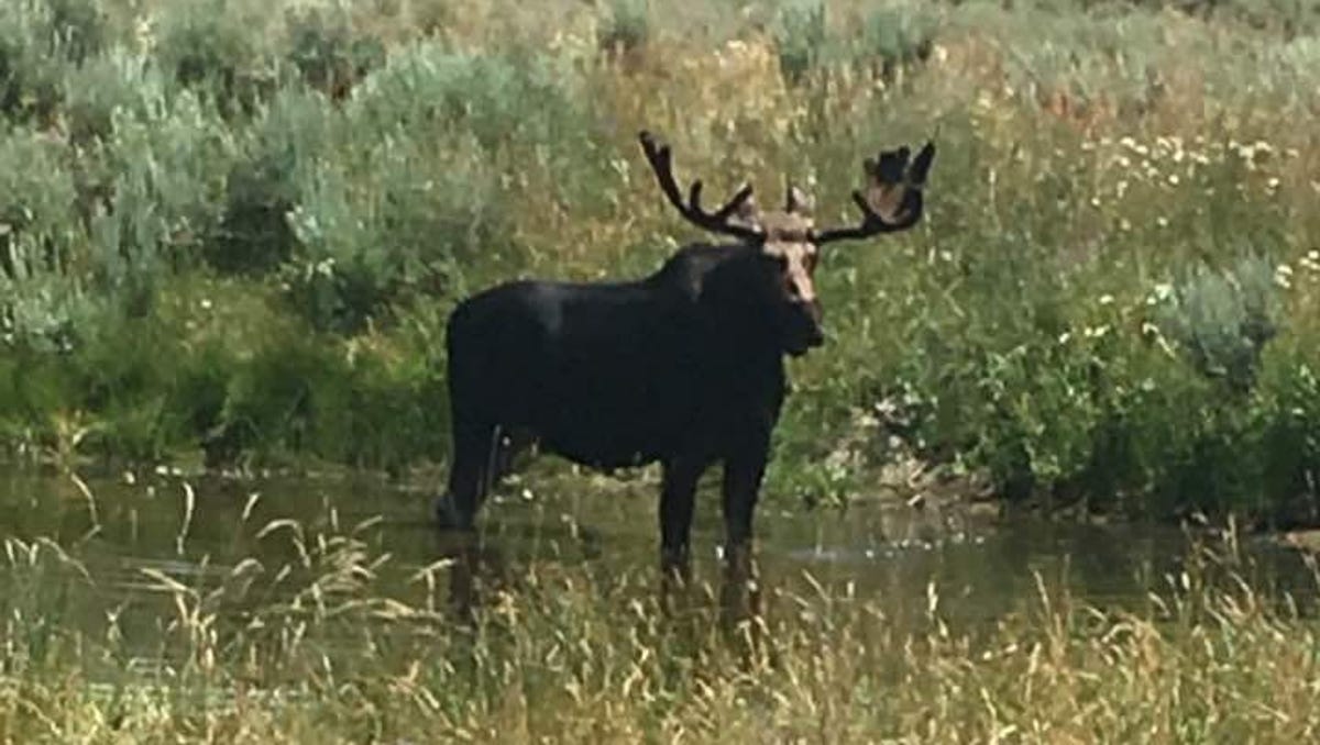 Moose Spotted Near Wells Evidence Of Growing Nevada Herd