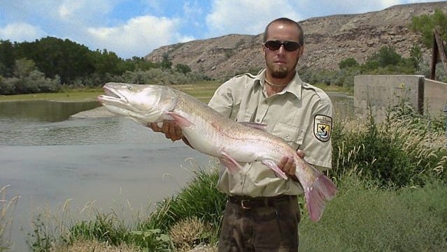 United States Fish and Wildlife Service biologist Rick Smaniotto captured this 16-plus-pound endangered Colorado pikeminnow northeast of Lake Powell in neighboring Colorado more than a decade ago. After collecting research data, the fish was tagged and returned to the river. Arizona still stocks parts of the Verde River.