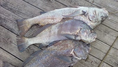 Drum fishing is picking up steam in May.