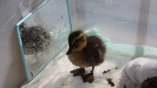A baby mallard spends its day at the Coachella Valley Wild Bird Center in Indio. Its executive director had to take it home Monday after a metal theft cut electricity and prevented young birds from having a warm environment that's necessary for the little creatures.