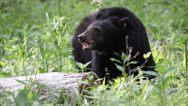 Black bear, May 2015.