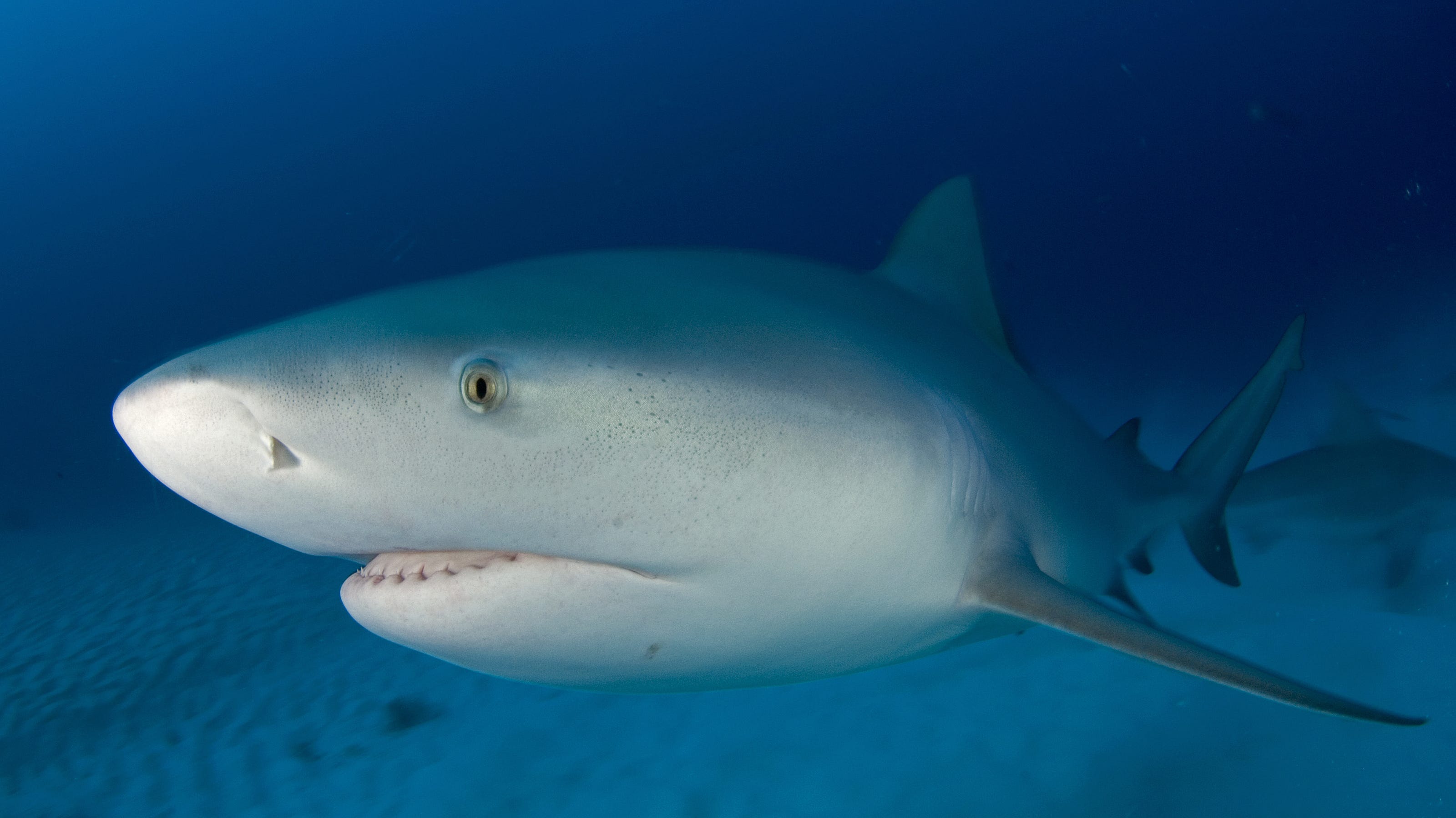 Florida Shark Regulations Tightened To Better Protect Sharks From Shore Based Anglers