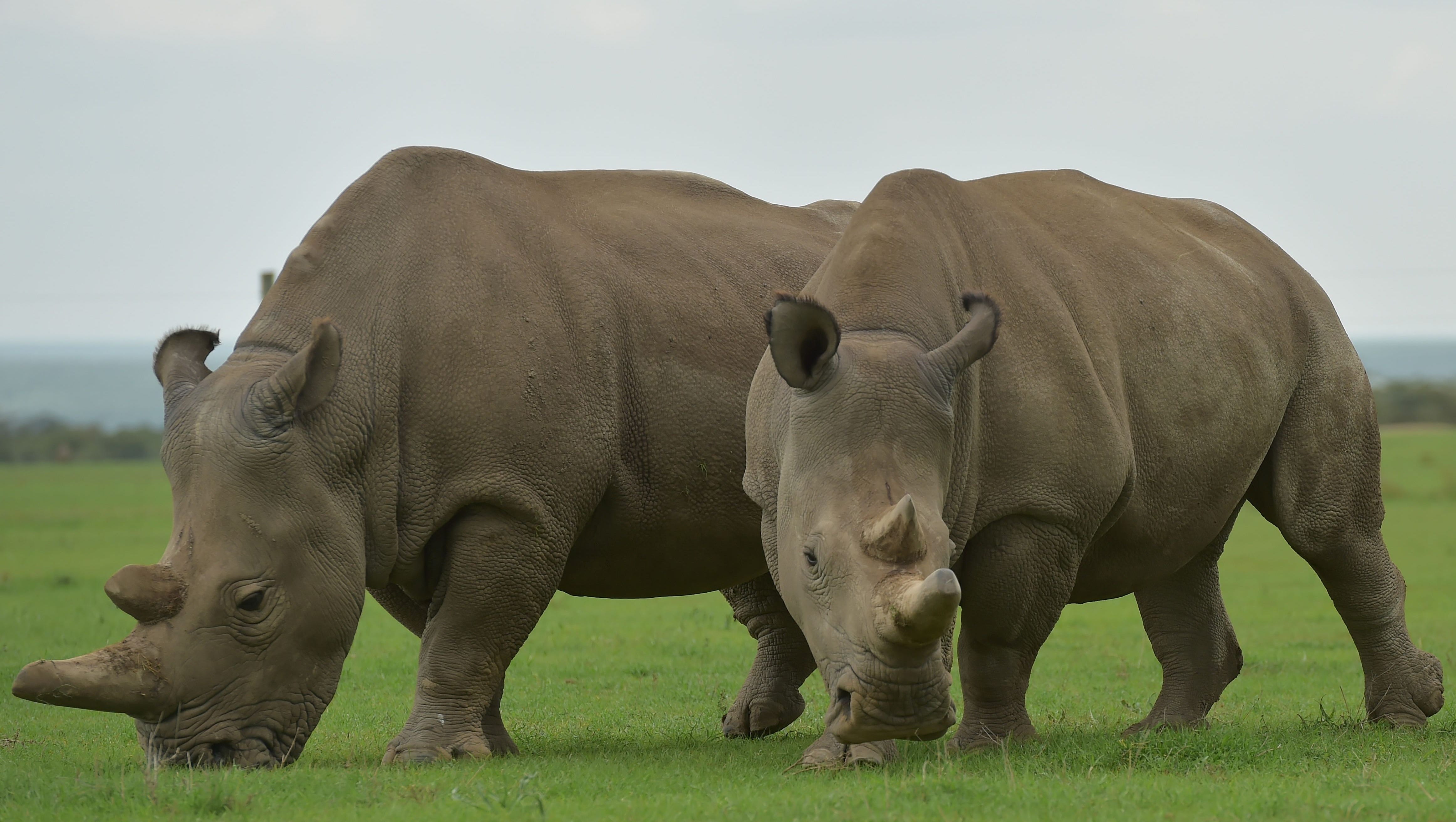 Northern white rhinos could find hope in embryo research
