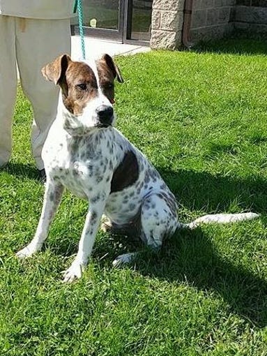 Bobby McGee, a two-year-old male pointer mix from Texas,