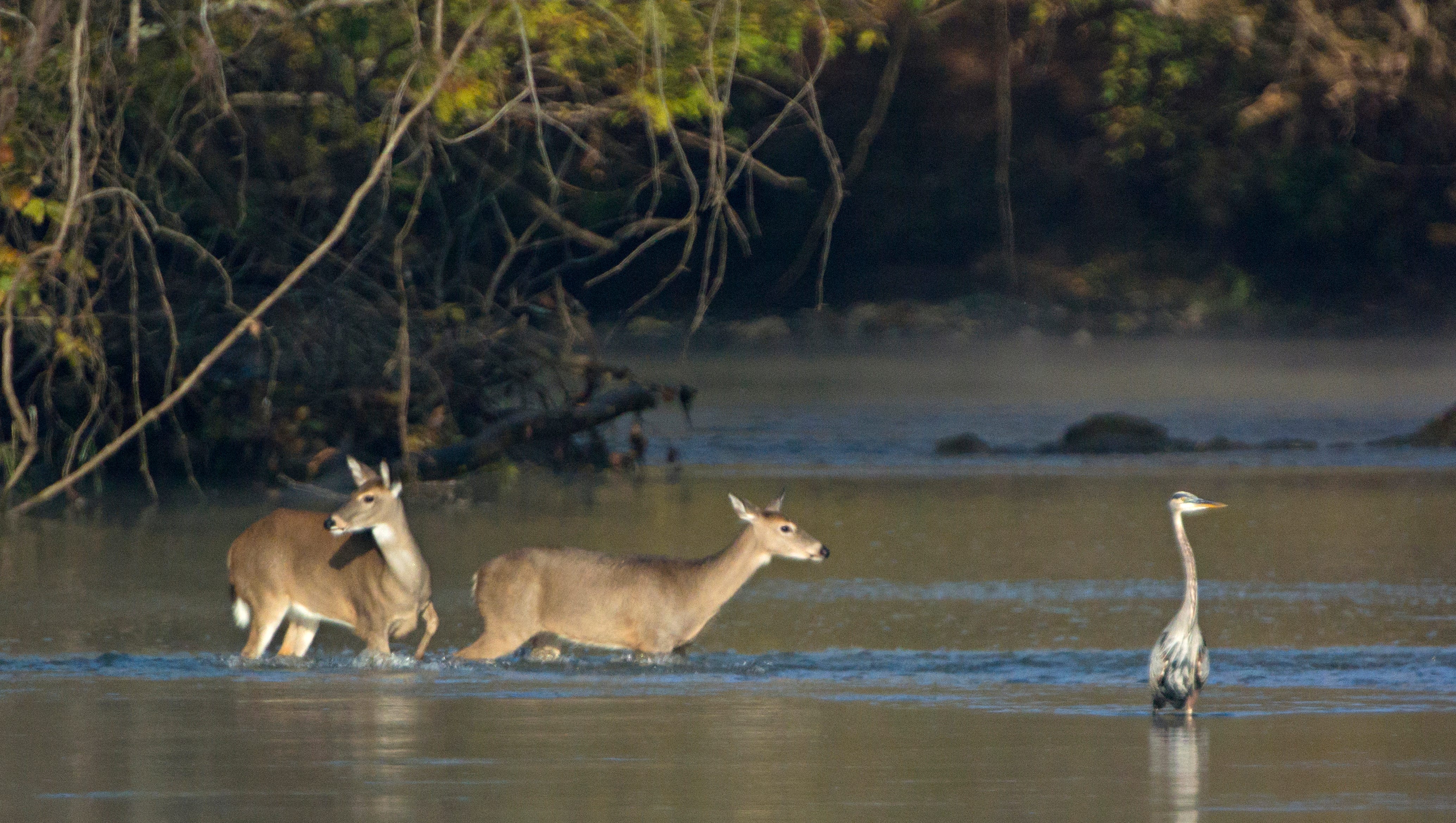 Tennessee officials seek comments on hunting regulations