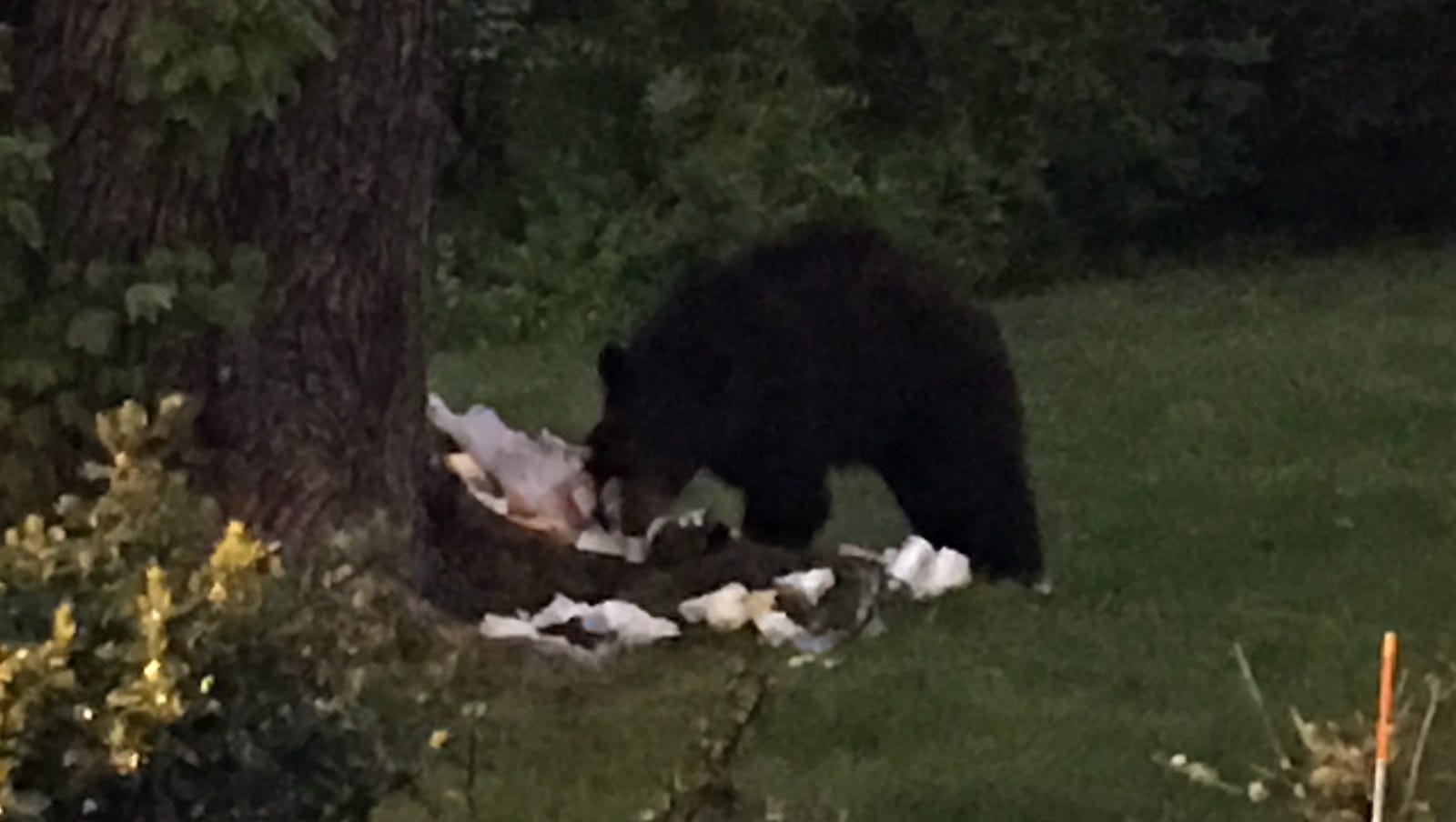 North Castle Black Bear Spotted On Maryland Avenue In Armonk