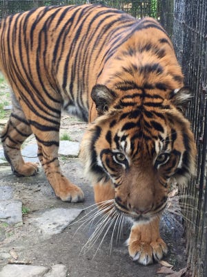 Cinta, one of the Hattiesburg Zoo’s 5-year-old Sumatran twin tigers, passed away Sunday afternoon from a sudden illness.