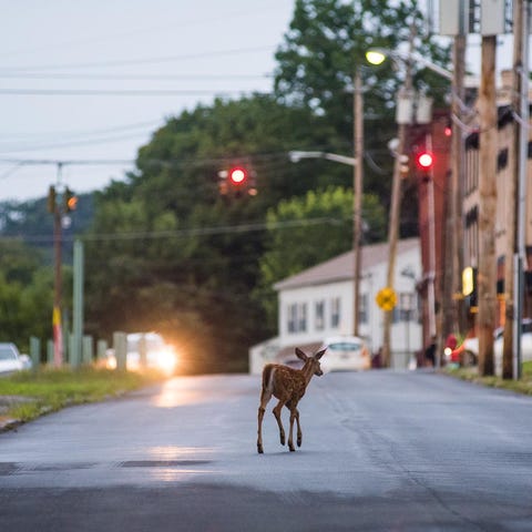 A deer crosses the road in Middletown in August 20