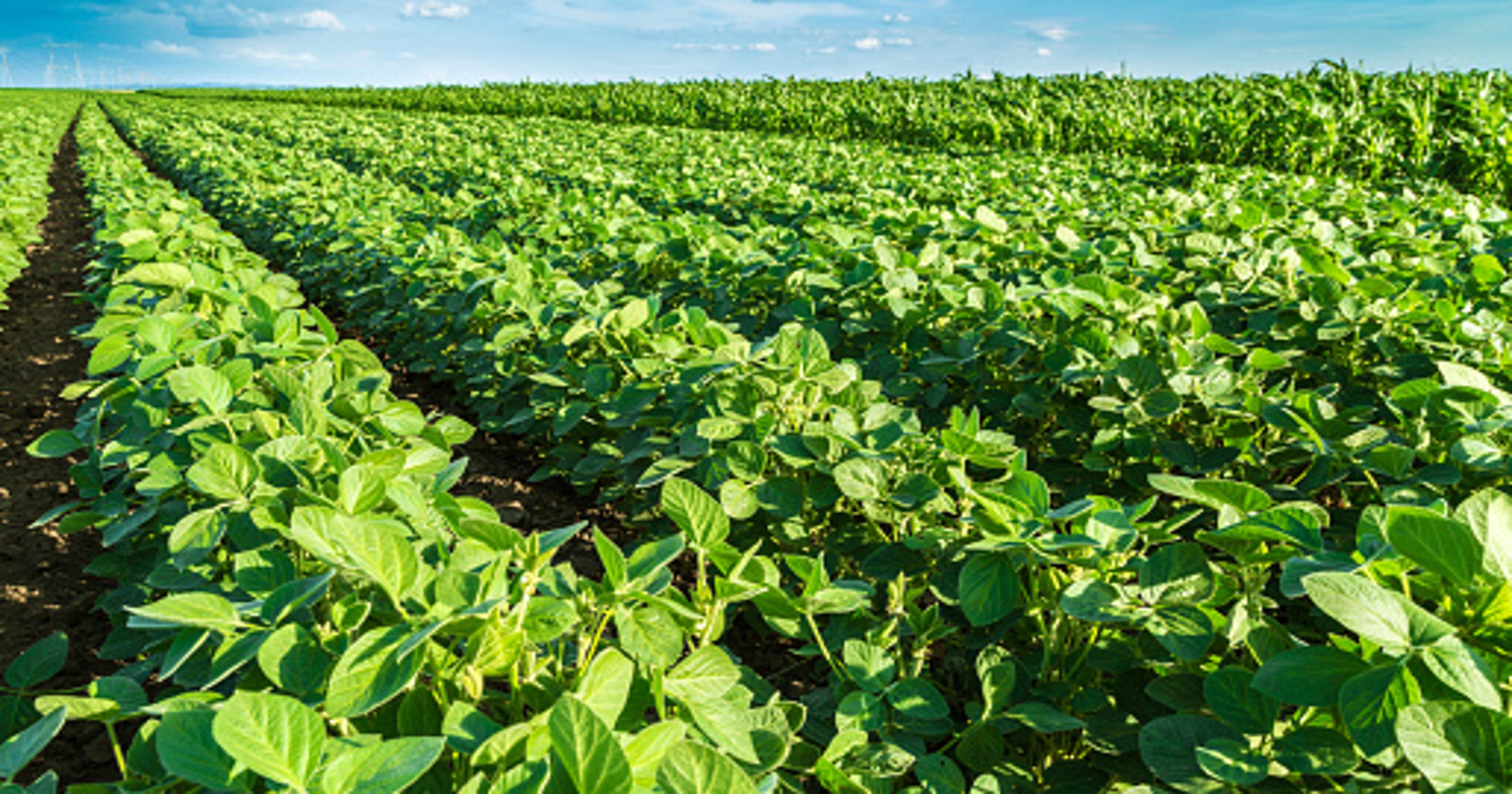 Commodities High planting forecast cuts soybeans