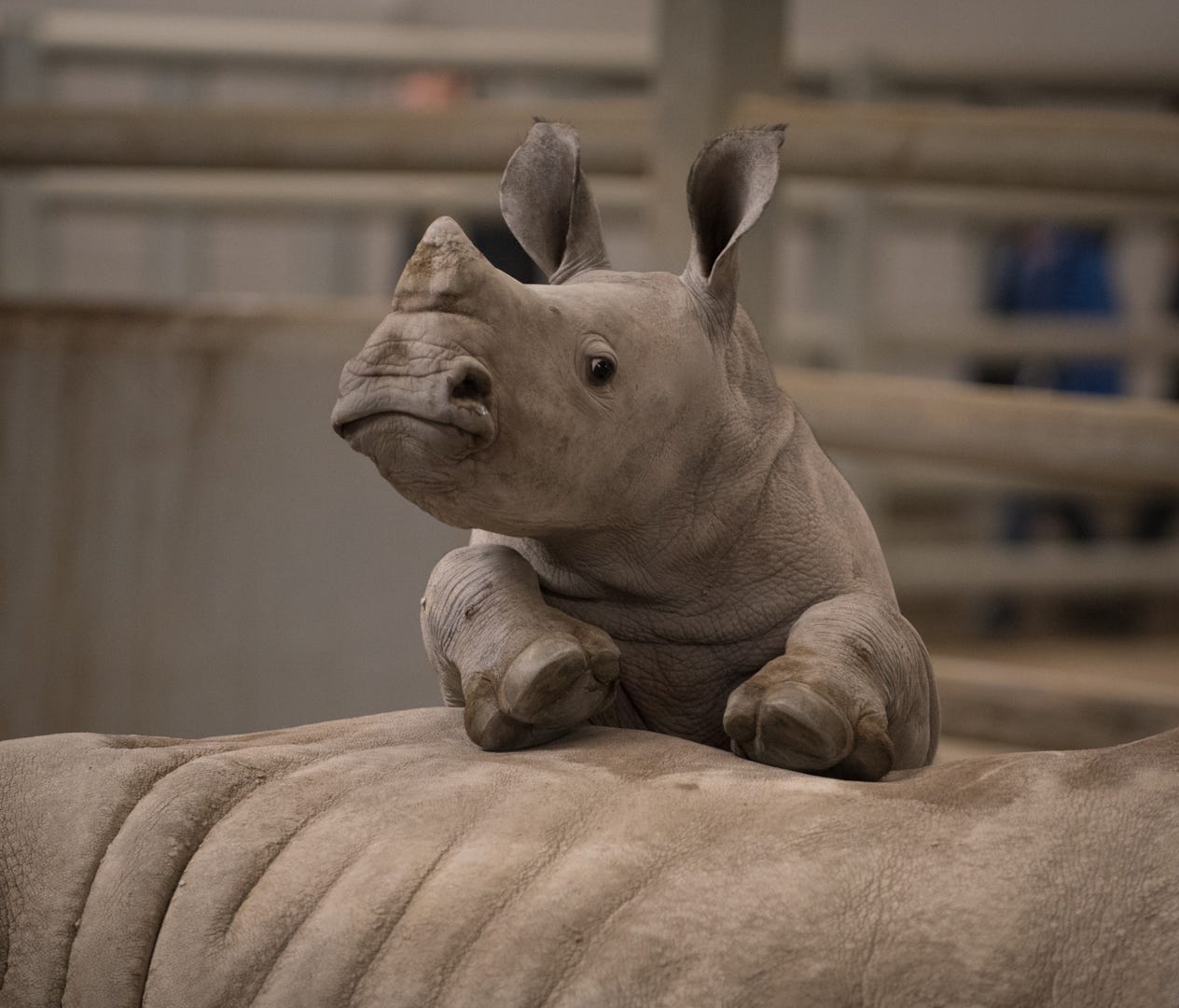 Gilman, a Southern white rhino calf, was born November 16, 2017 at The Wilds in Cumberland, Ohio.