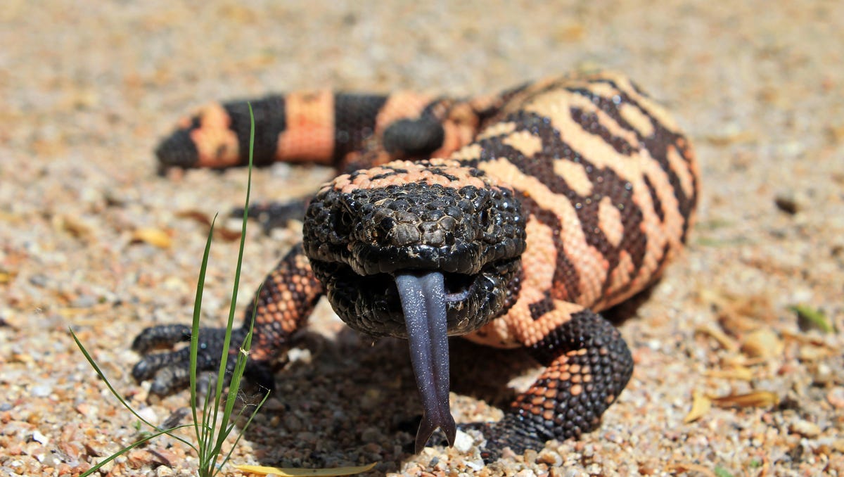 Scary Things In Arizona Scorpions Gila Monsters Wrong Way Drivers