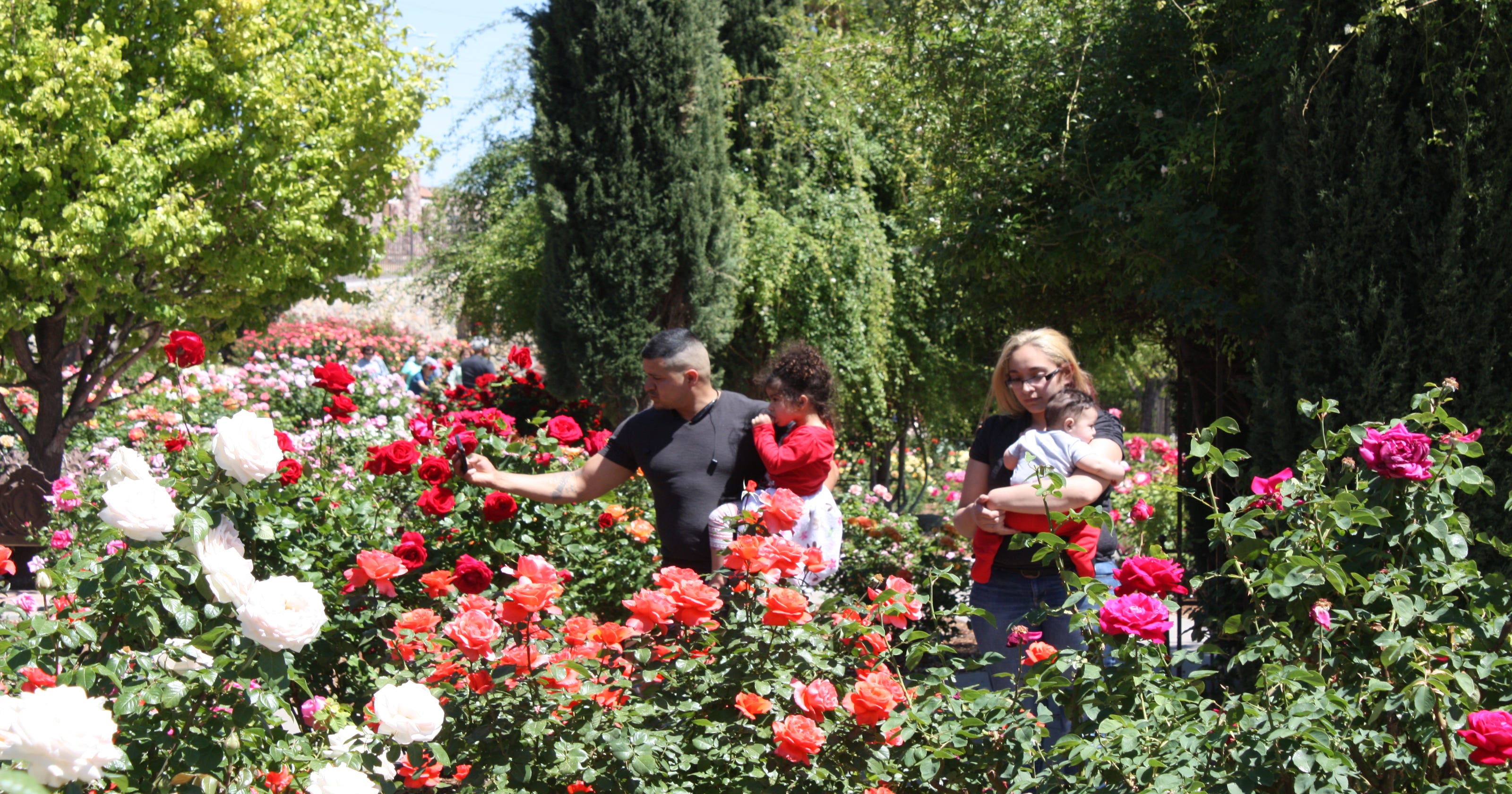 Roses In Bloom Draw Visitors To El Paso Garden