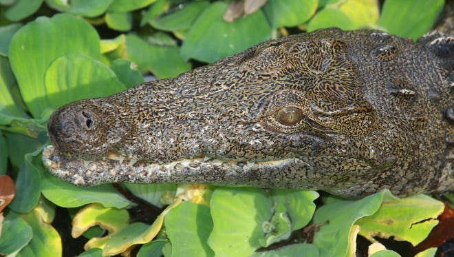 This 2012 photo provided by Joe Wasilewski, shows a Nile crocodile that he found in Homestead, Fla. University of Florida researchers recently published a paper showing that captured reptiles in 2009, 2001 and 2014 are Nile crocs.