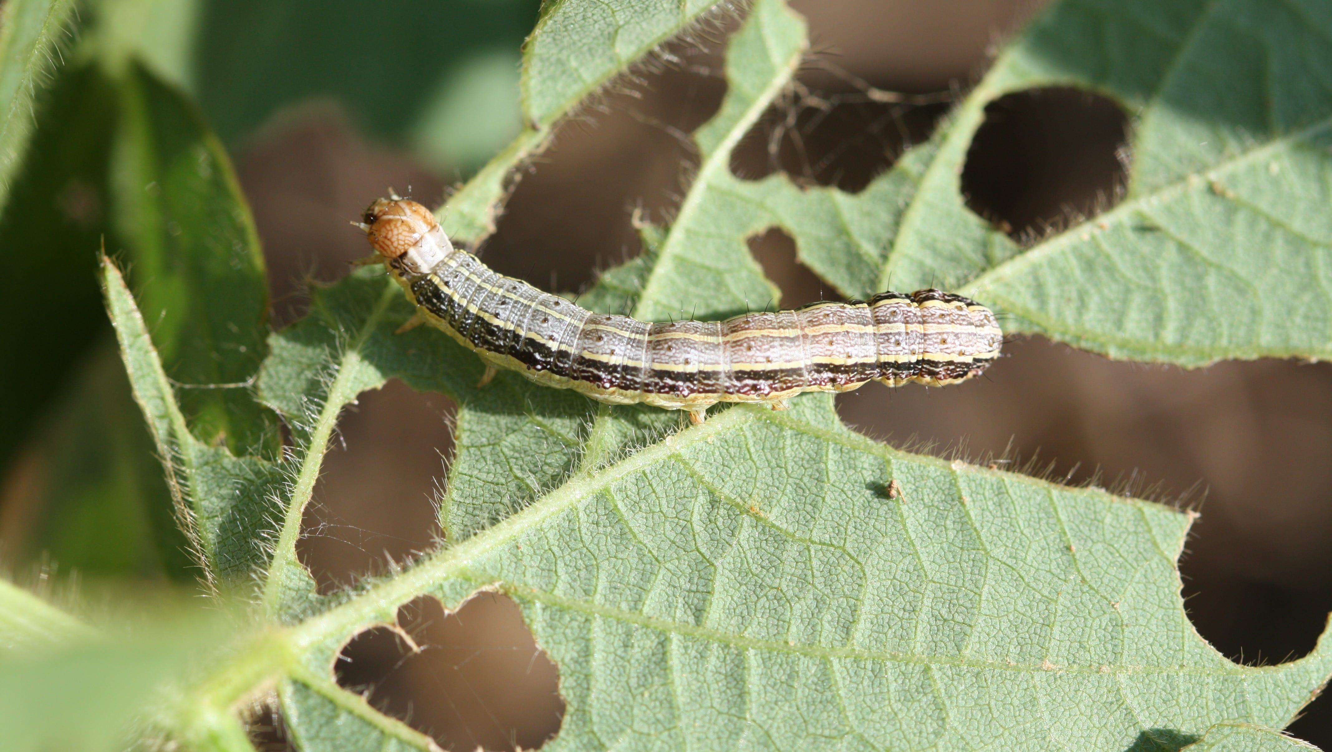 High number of fall armyworms in Arkansas appearing in pastures, lawns