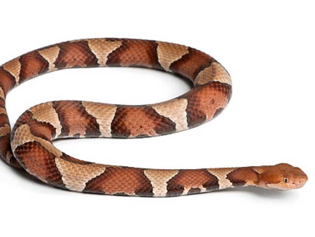 Pennsylvania Woman Bitten By Copperhead Snake While Doing Laundry Pennsylvania Woman Bitten By Copperhead Snake While Doing Laundry