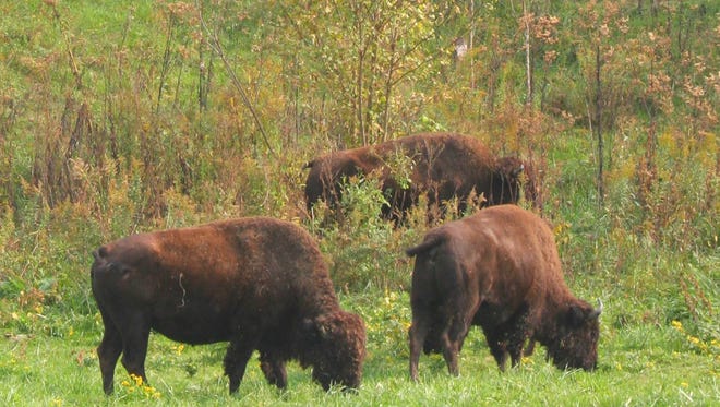 The bison at Big Bone Lick State Historic Site are the park’s only living link to the late Ice Age, when mammoths and mastodons were visiting the salt springs.