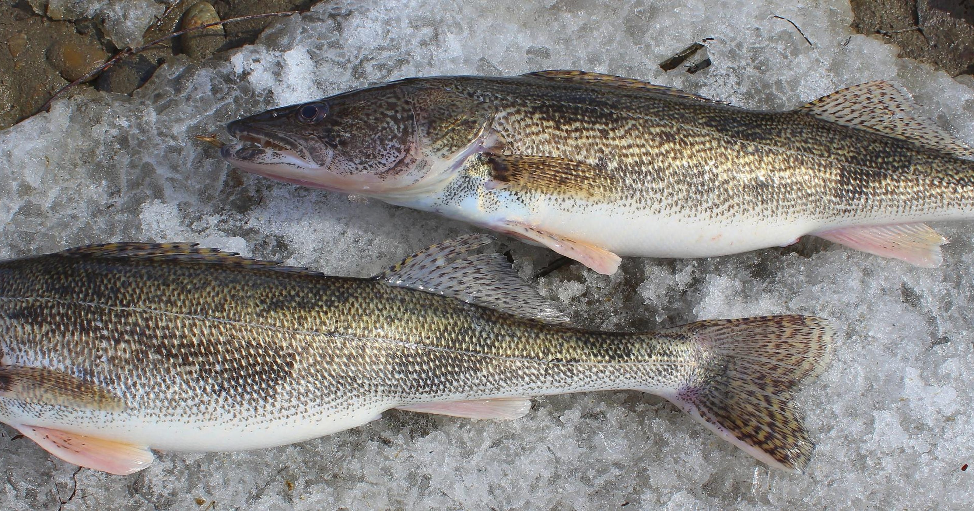 OUTDOORS ‘Mystery fish’ sauger returns to waters