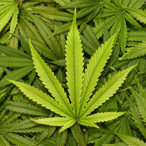 Marijuana leaves.