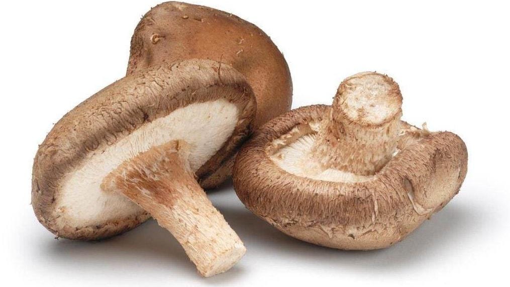 Scope of Mushroom Cultivation in Kerala