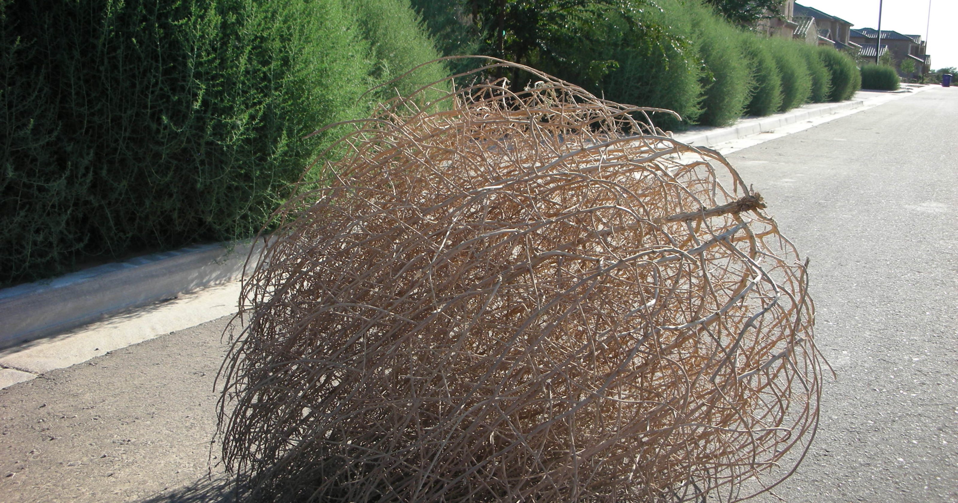 What plant makes a tumbleweed?