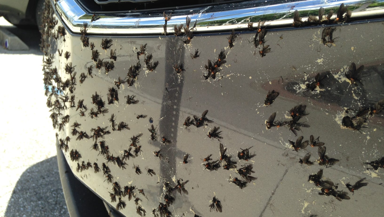 Love Bugs They Mate They Splat They Re Going Away